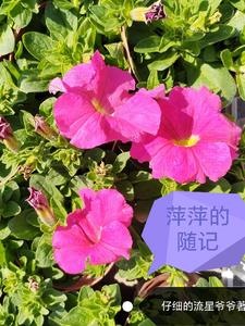 萍萍的抖音号